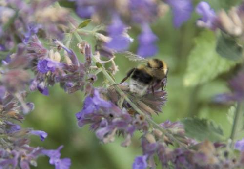 Bombus sp.